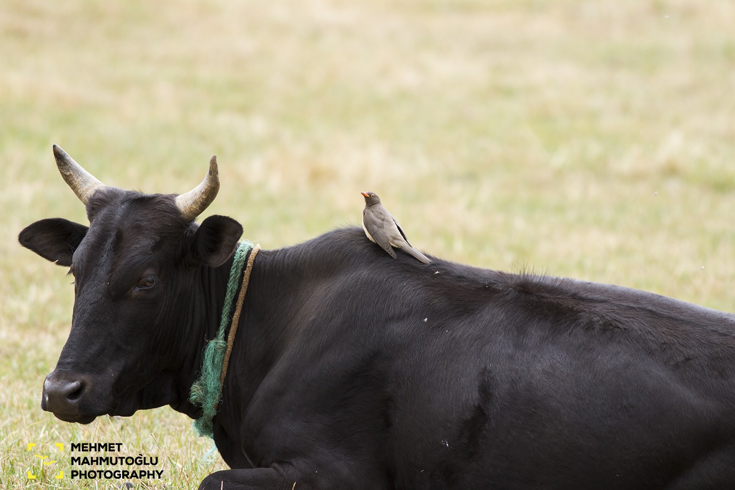 Red-billed Oxpecker