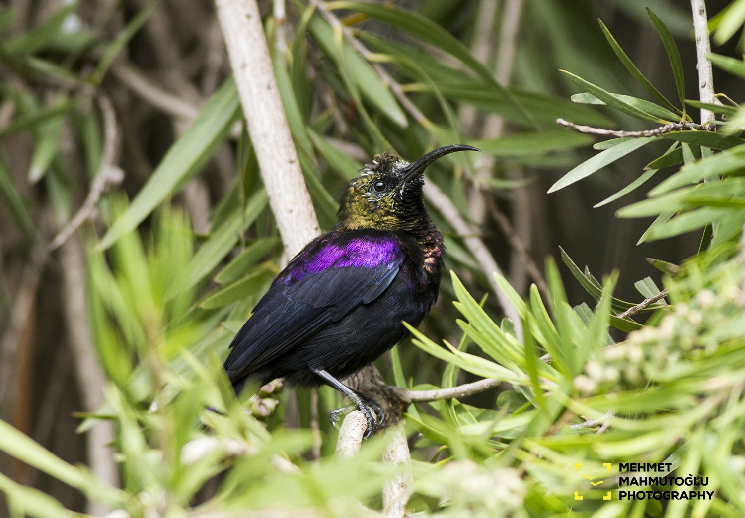 Tacazze Sunbird