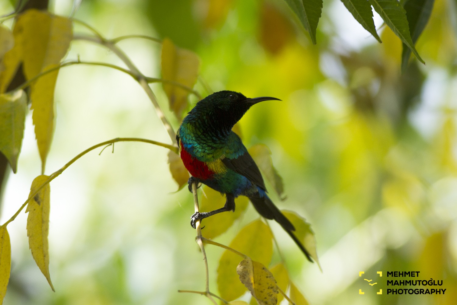 Beautiful Sunbird