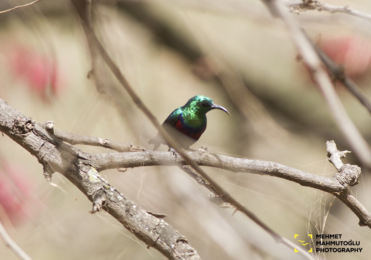 Mariqua Sunbird