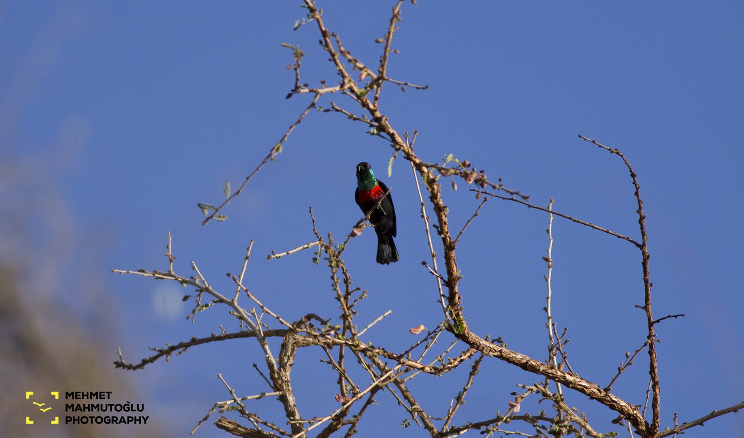 Shining Sunbird