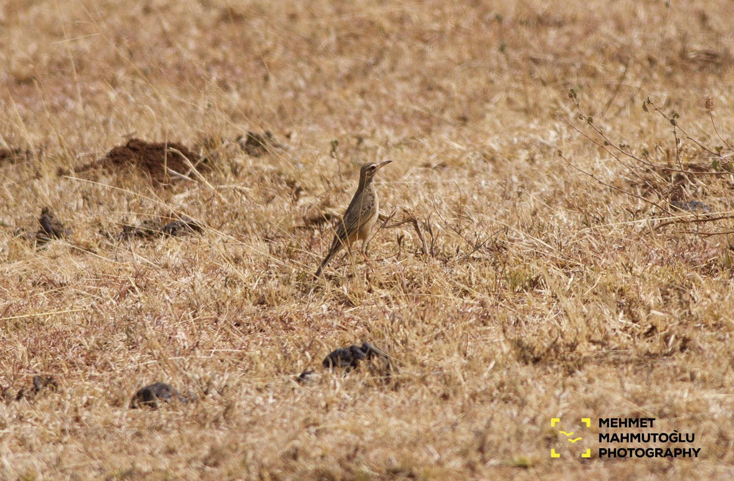 Long-billed Pipit