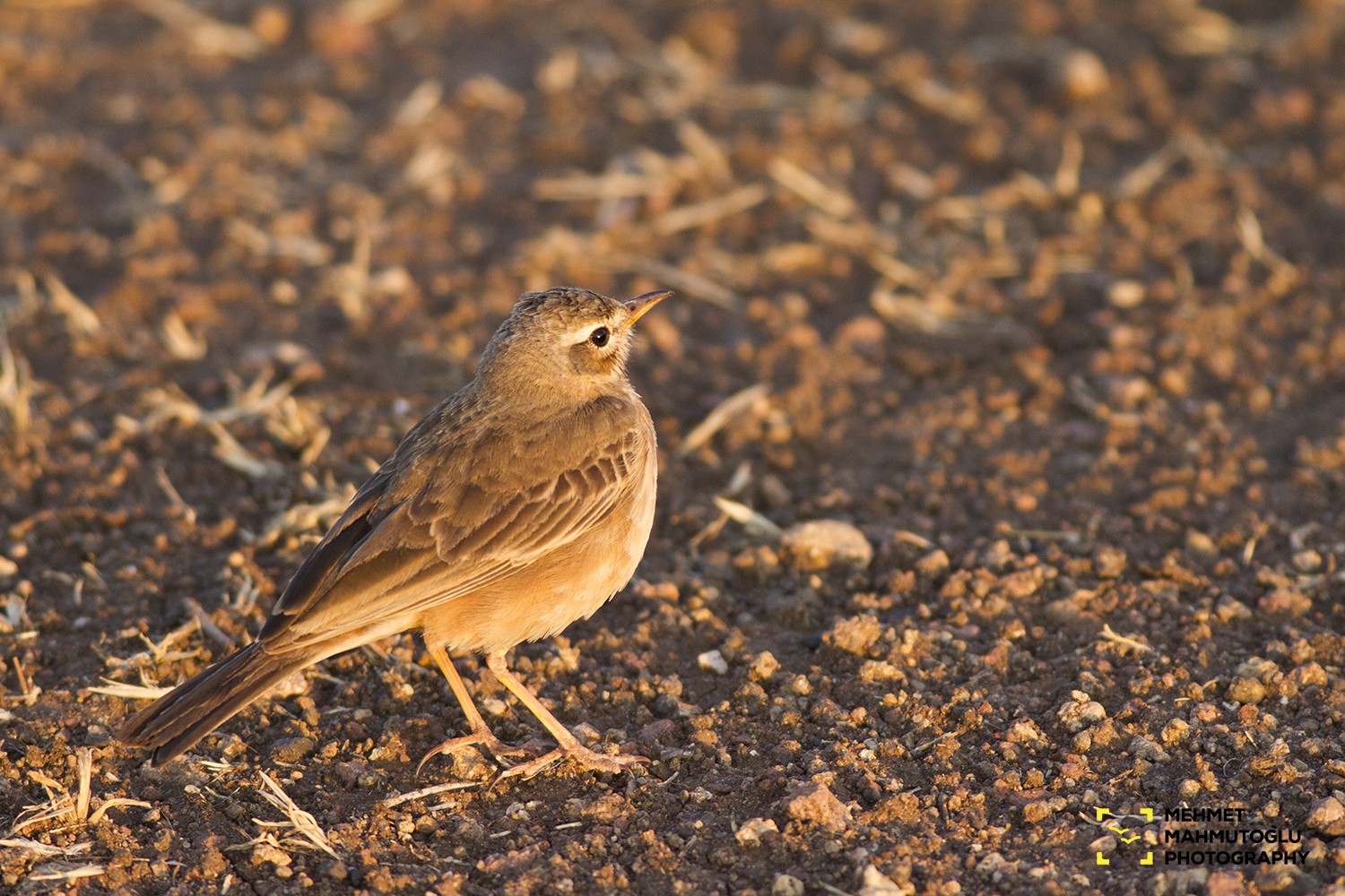 Plain-backed Pipit