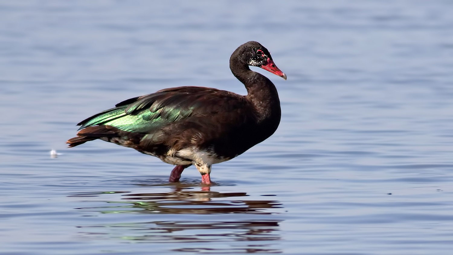 Spur-winged Goose