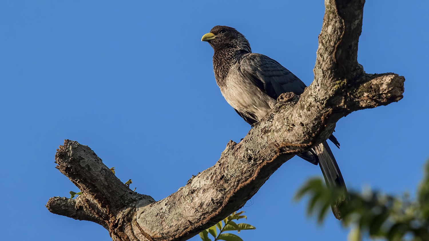 Eastern Plantain-eater