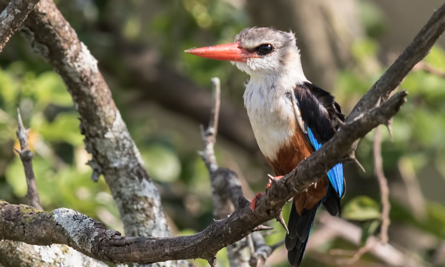 Grey-headed Kingfisher
