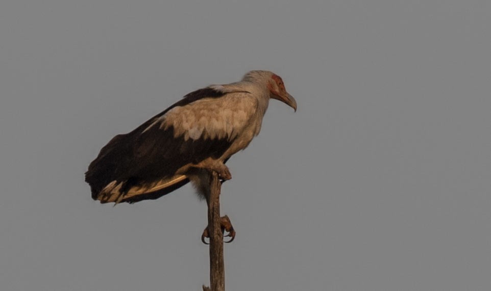 Palm-nut Vulture
