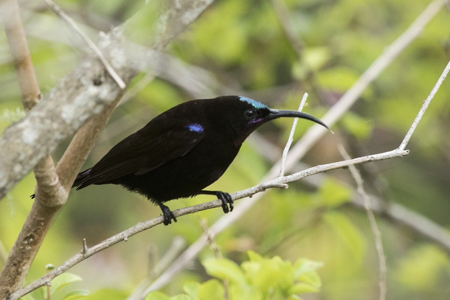 Amethyst Sunbird
