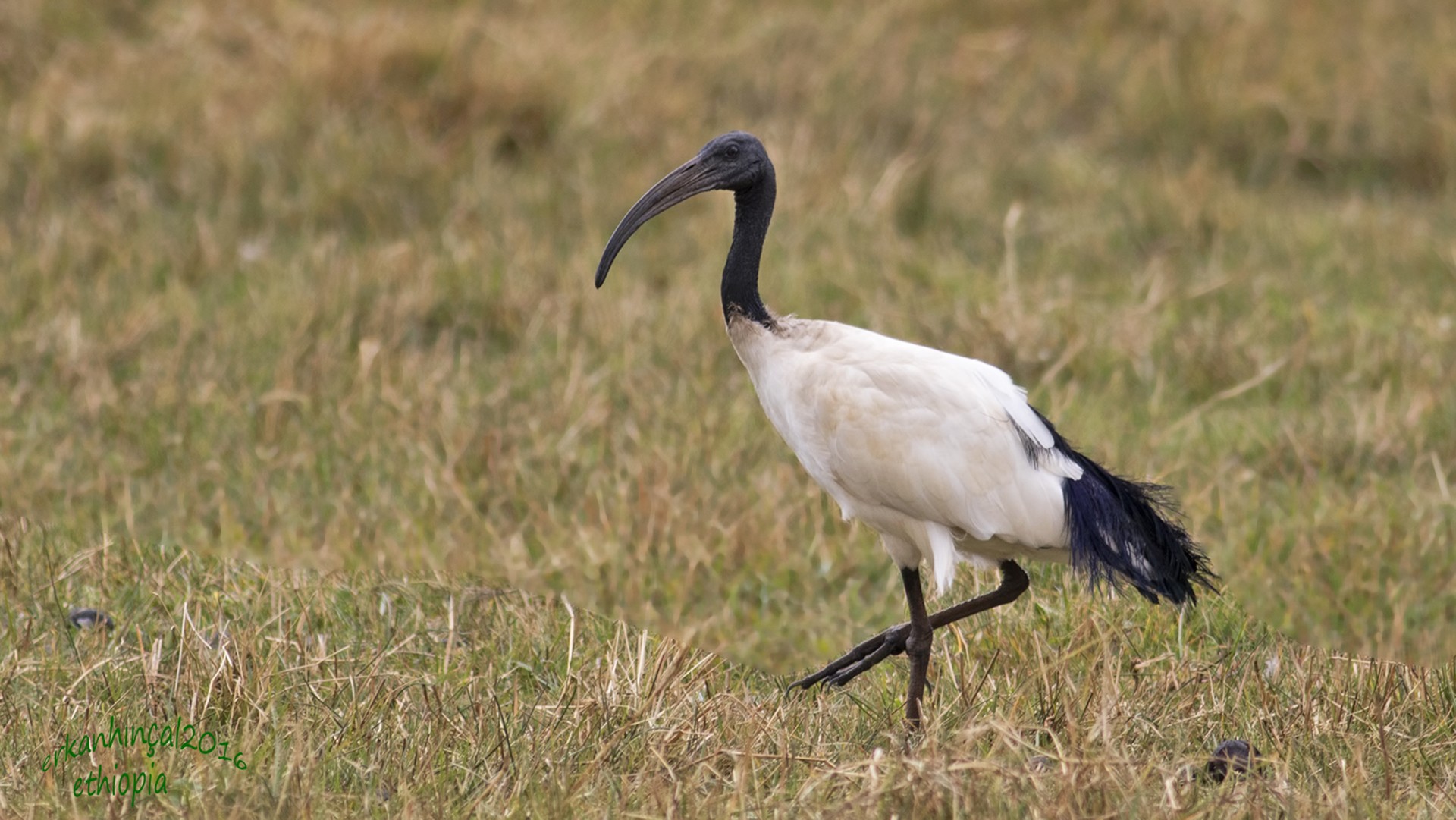 African Sacred Ibis