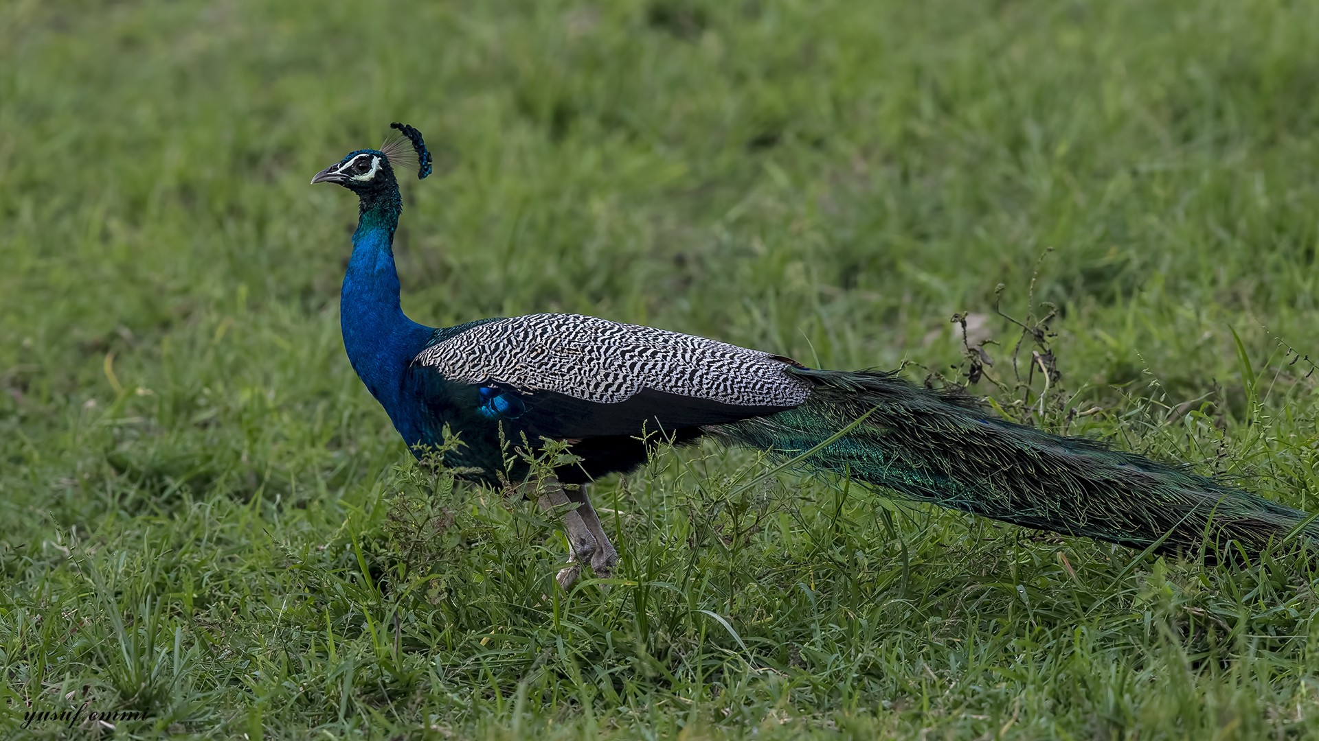 Indian Peafowl
