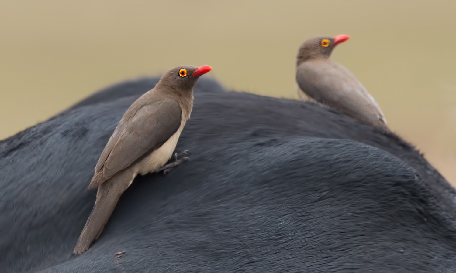 Red-billed Oxpecker