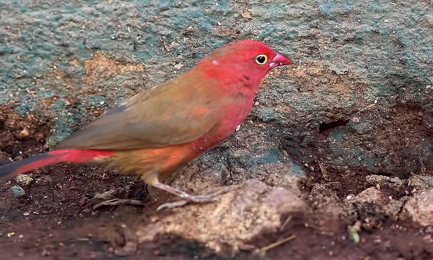 Red-billed Firefinch