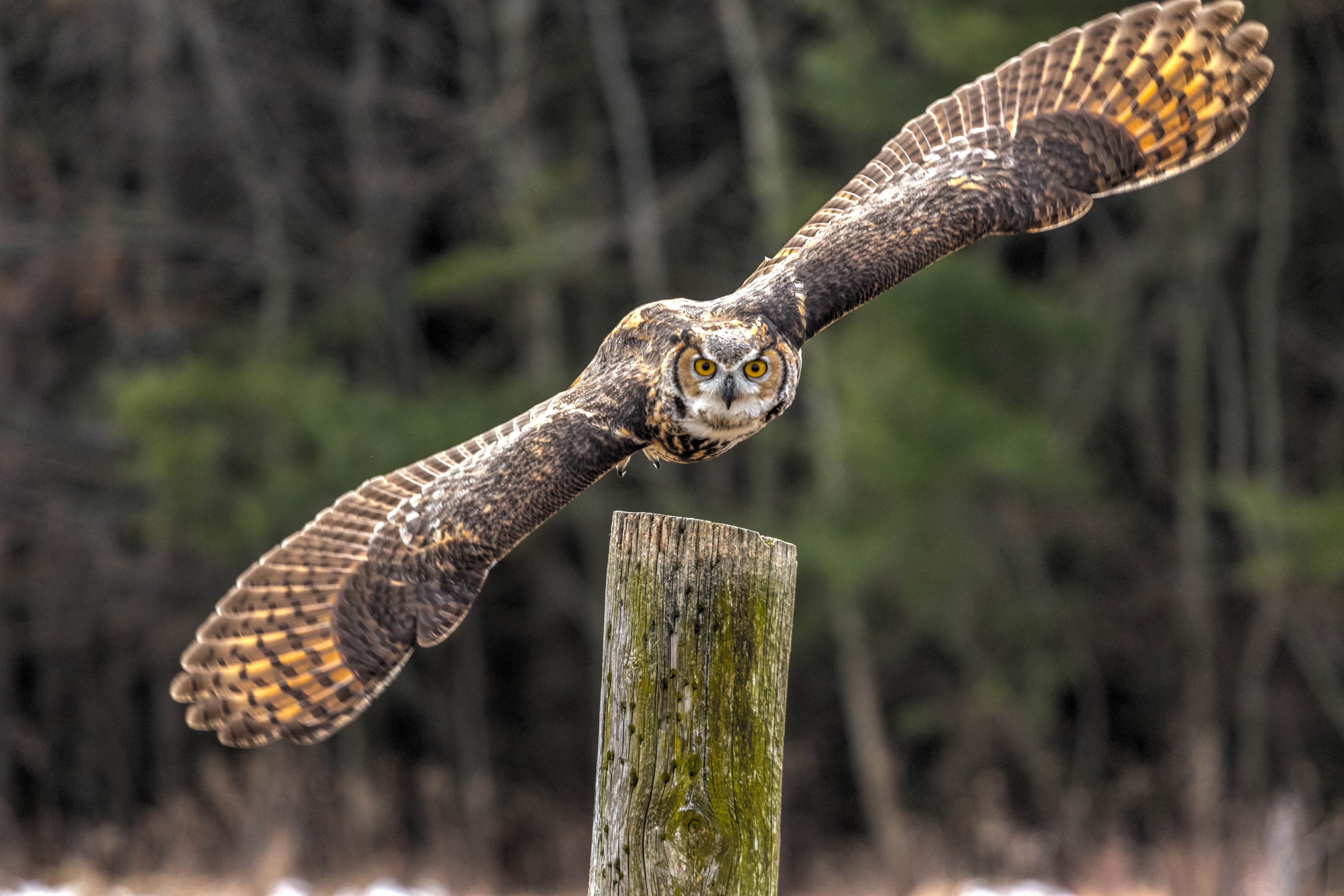 Great Horned Owl