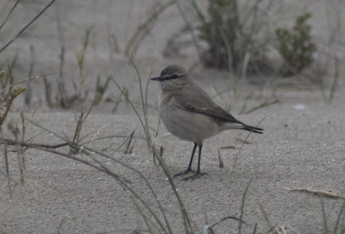 Boz Kuyrukkakan