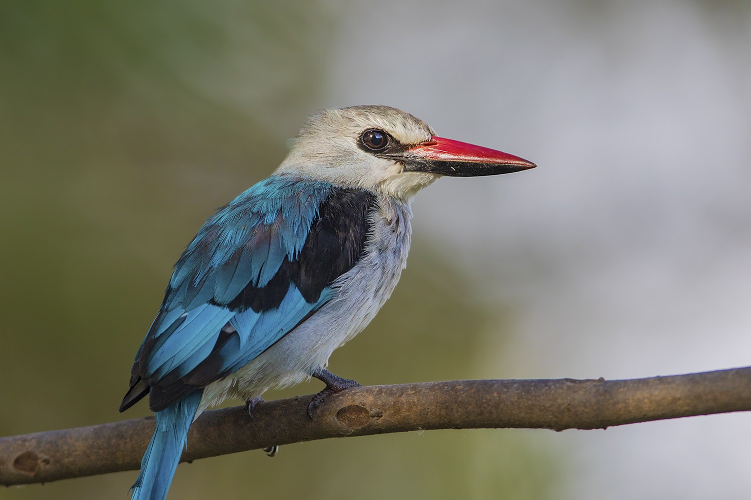 Woodland Kingfisher