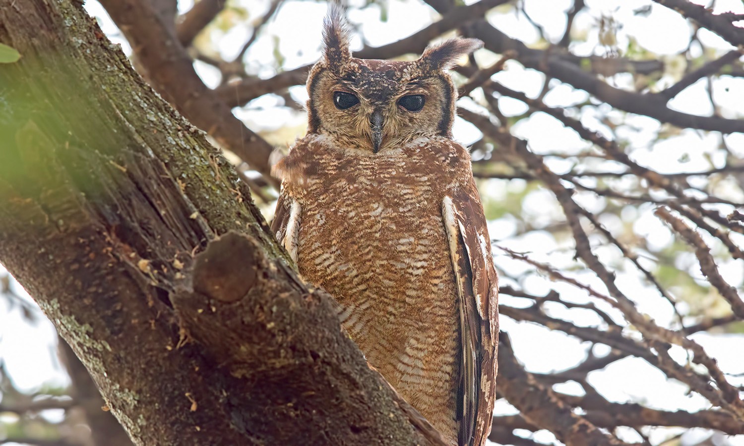 Greyish Eagle-owl