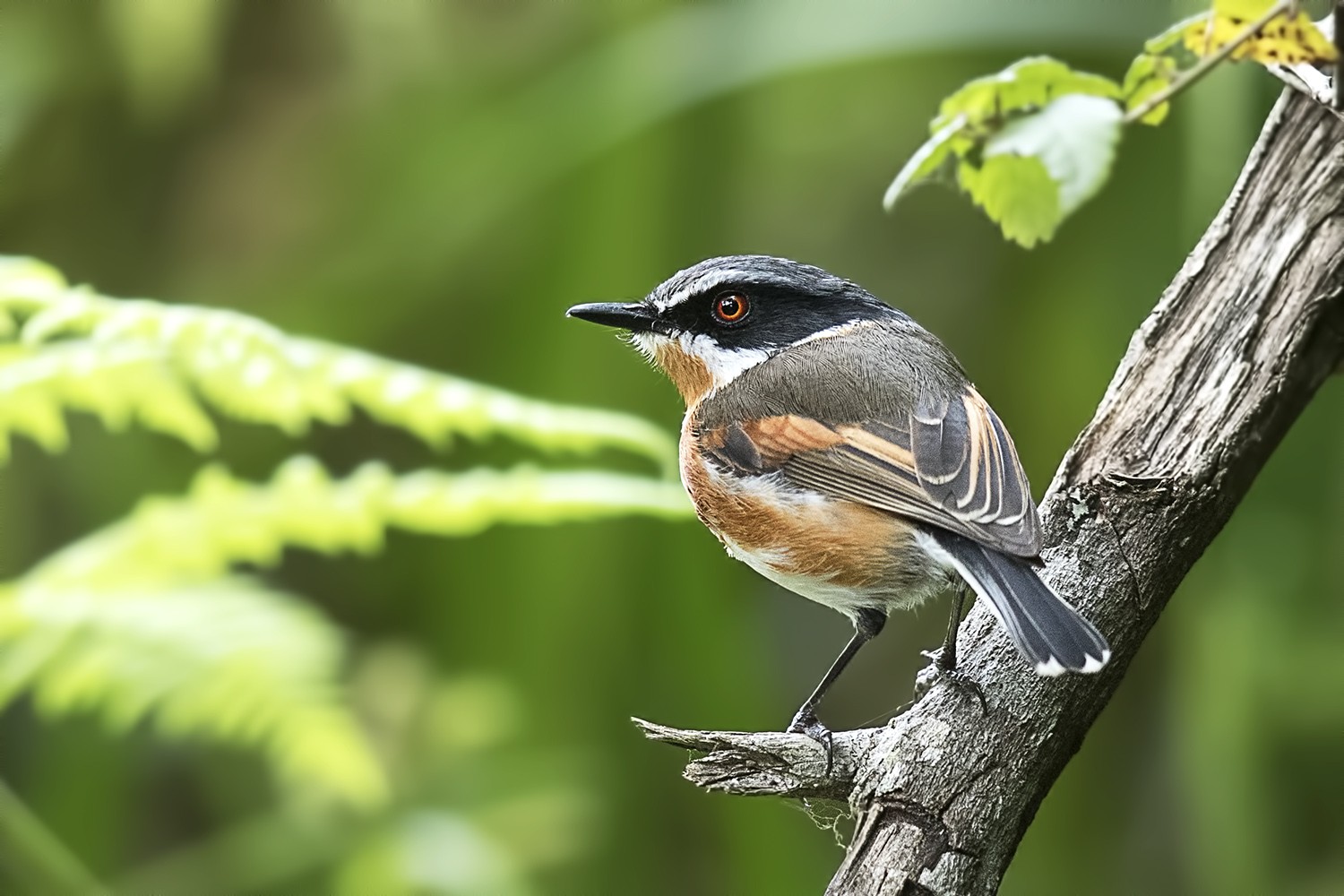 Cape Batis