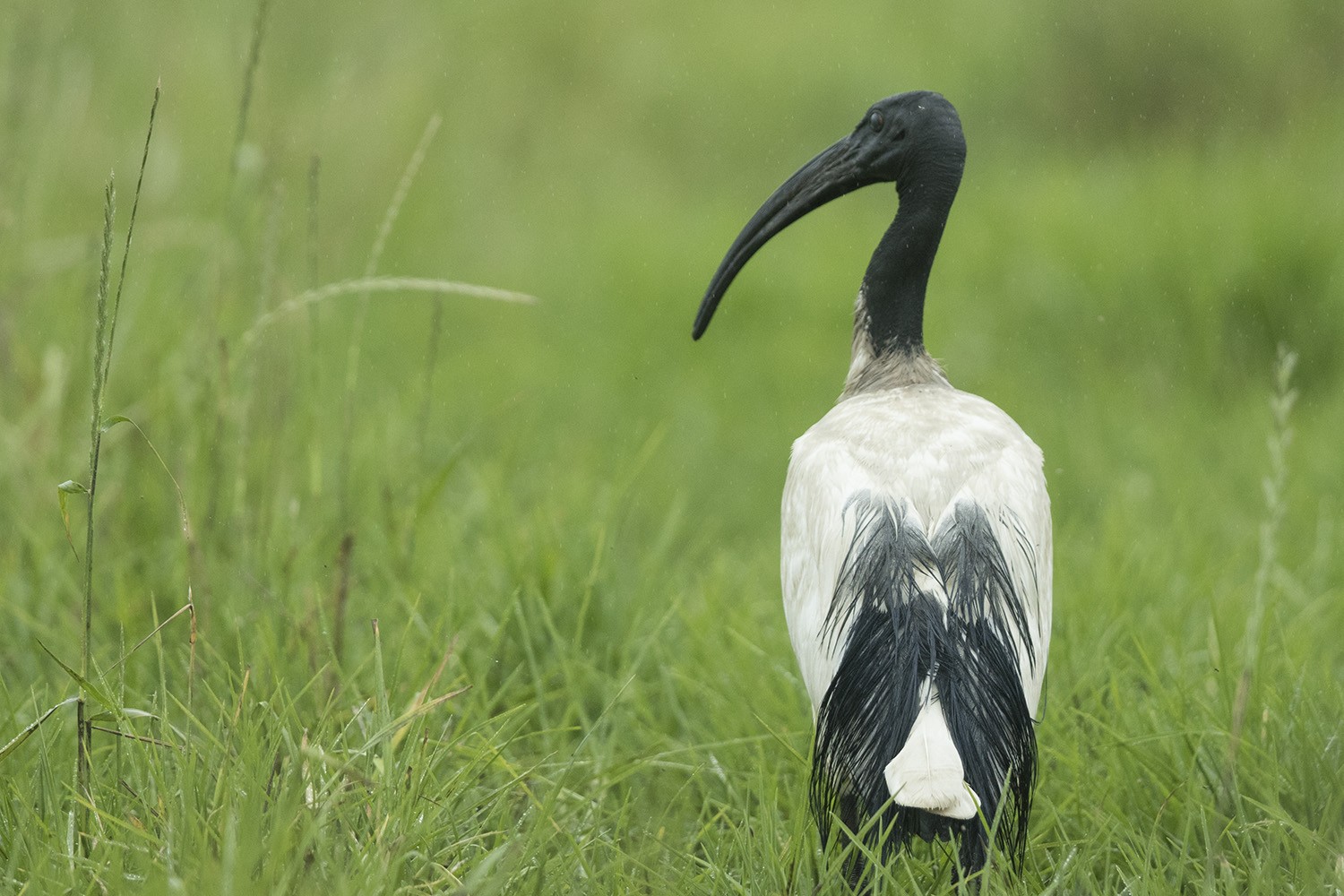 African Sacred Ibis