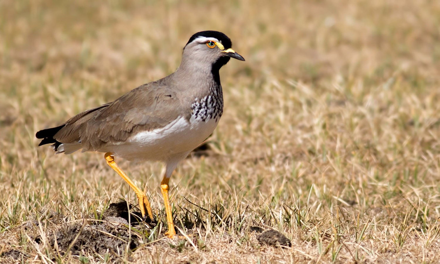 Spot-breasted Lapwing