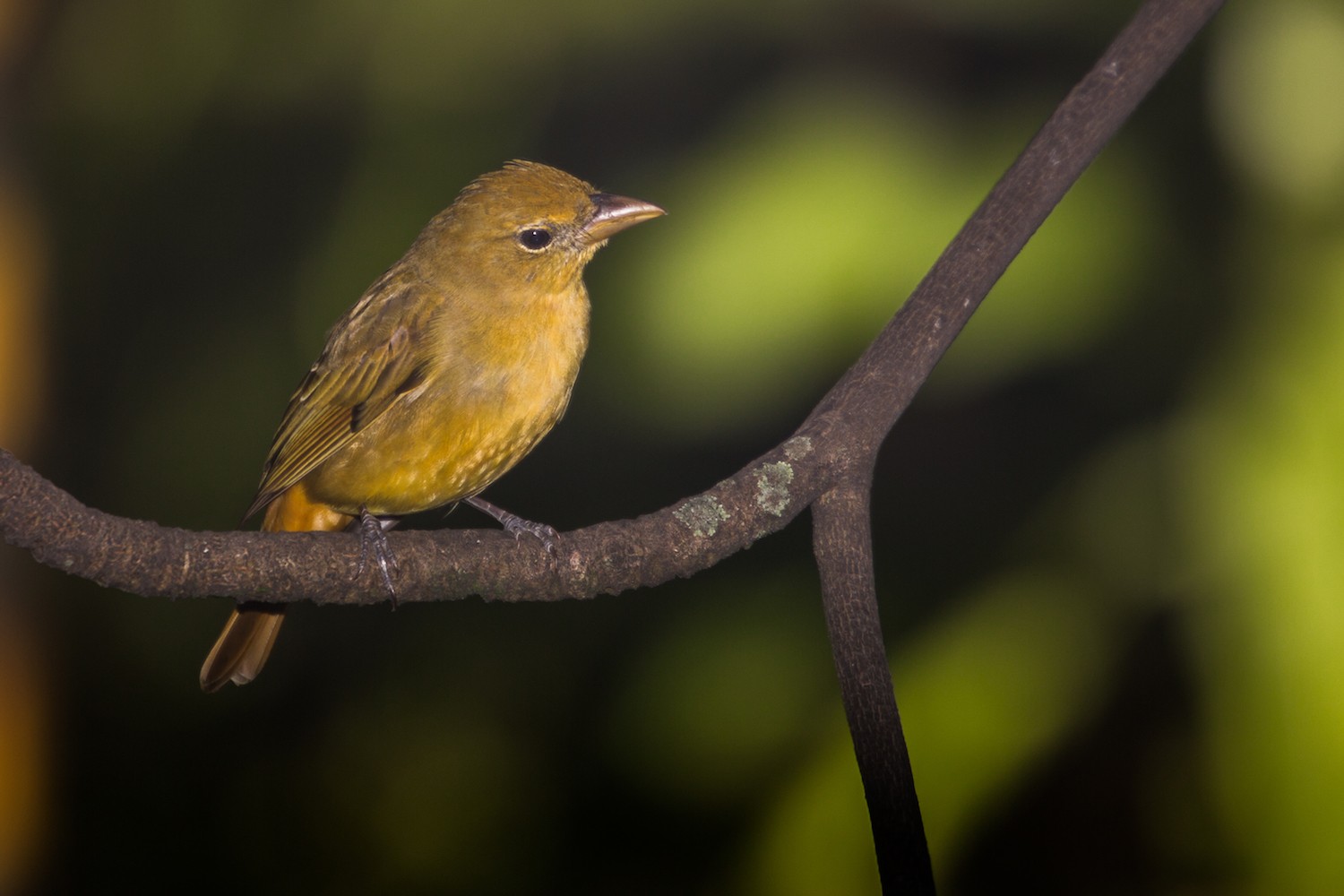 Summer Tanager