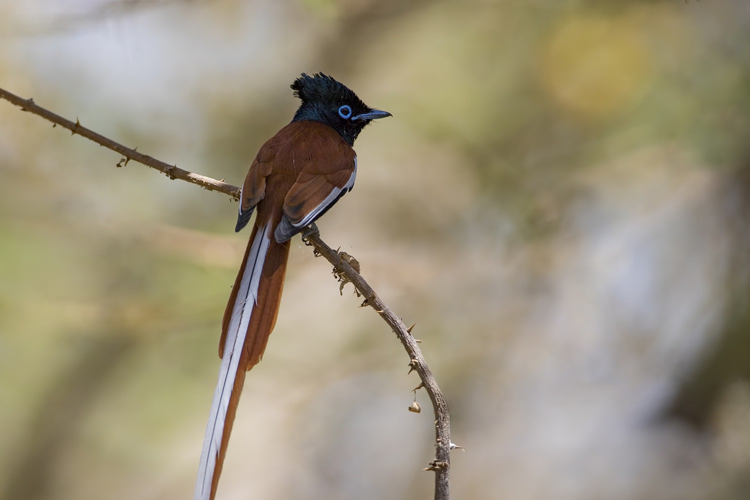 African Paradise-flycatcher