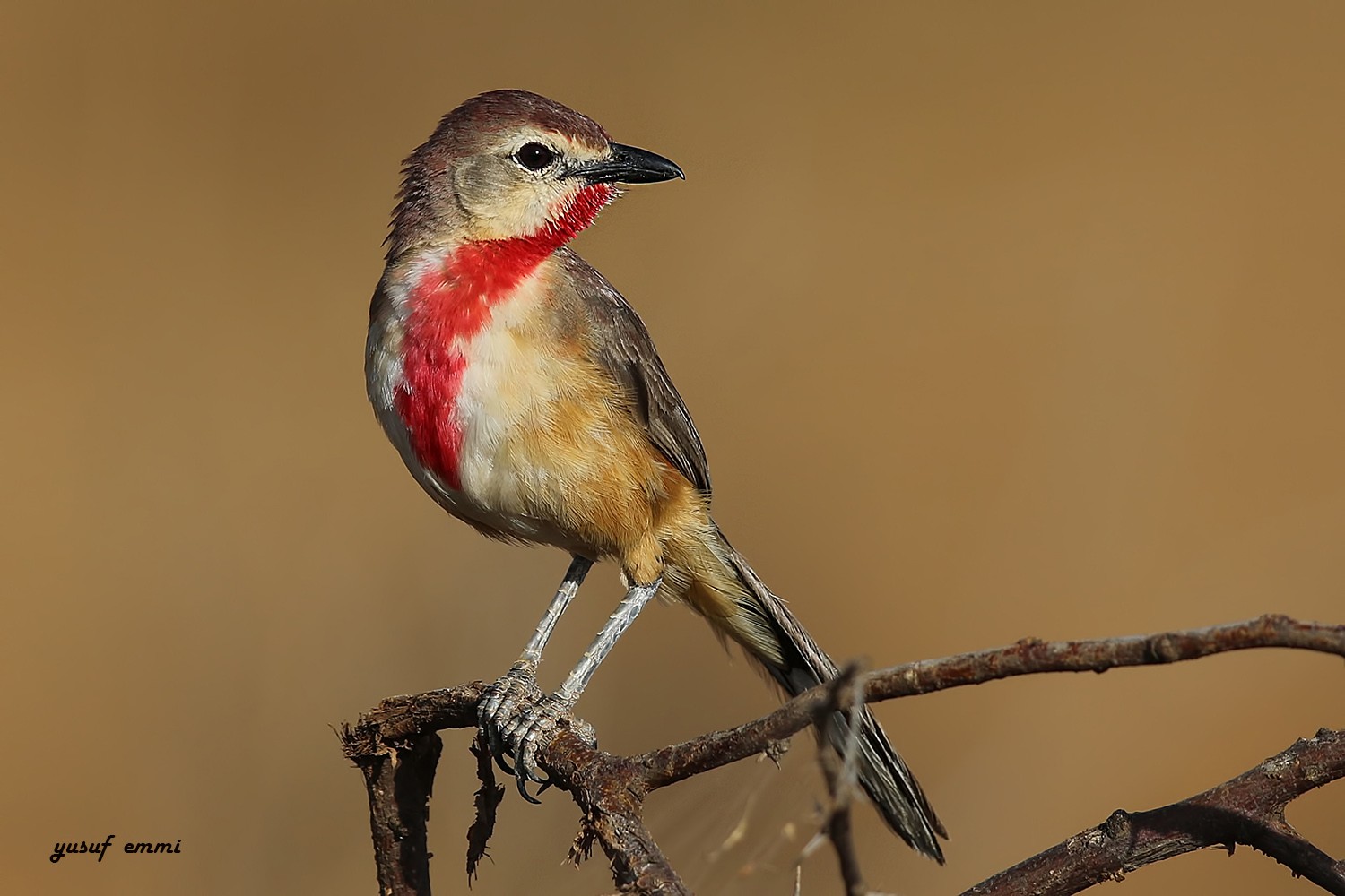 Rosy-patched Shrike