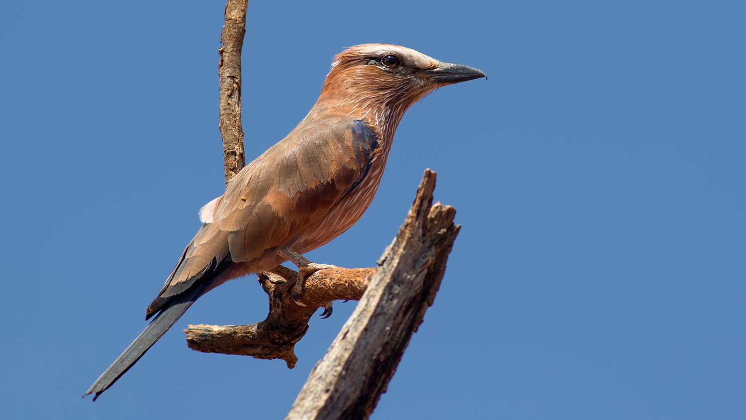 Purple Roller