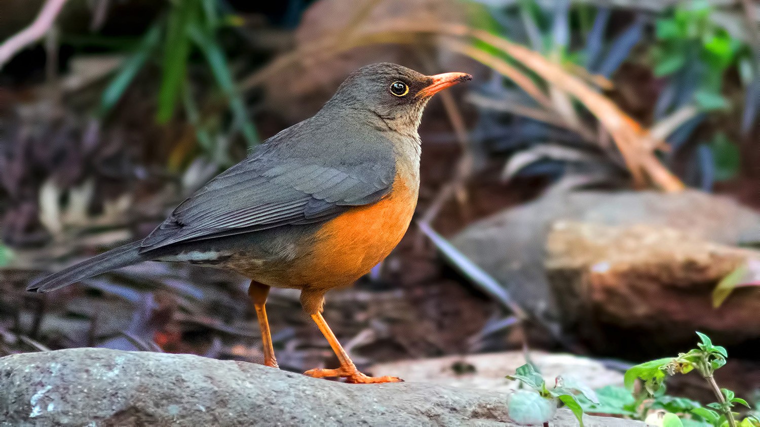 Abyssinian Thrush