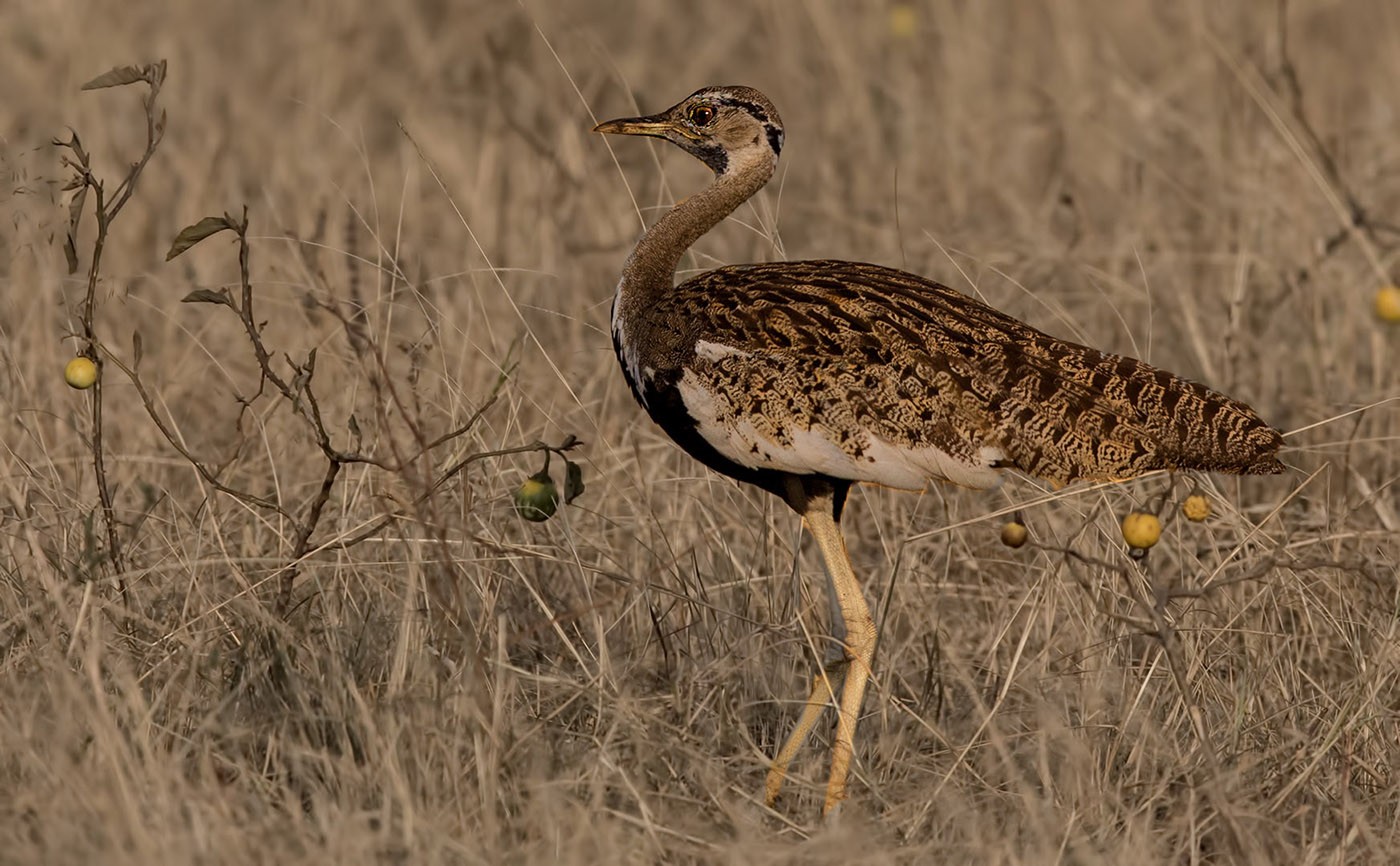 Black-bellied Bustard