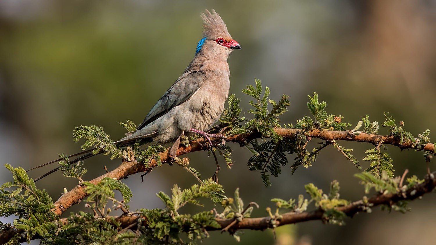 Blue-naped Mousebird