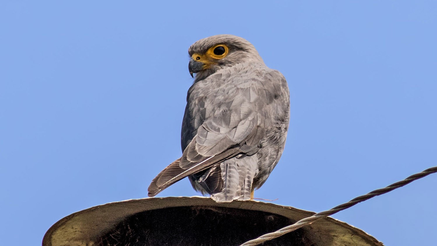 Grey Kestrel