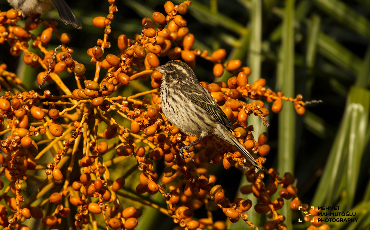 Streaky Seedeater
