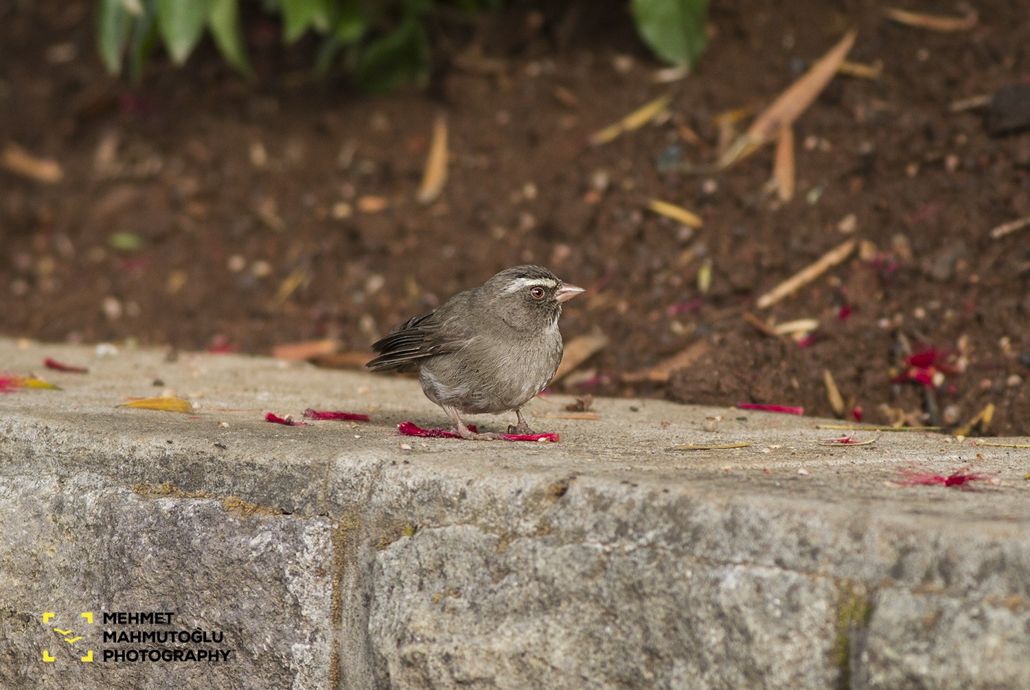 Brown-rumped Seedeater