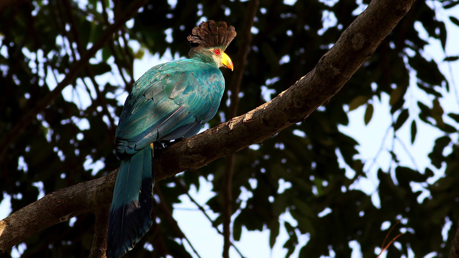 Great Blue Turaco