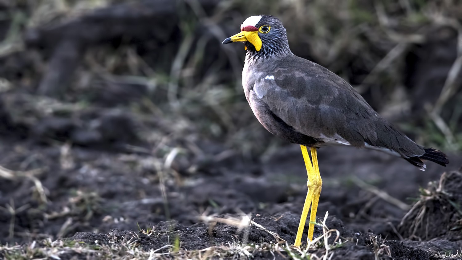 Wattled Lapwing
