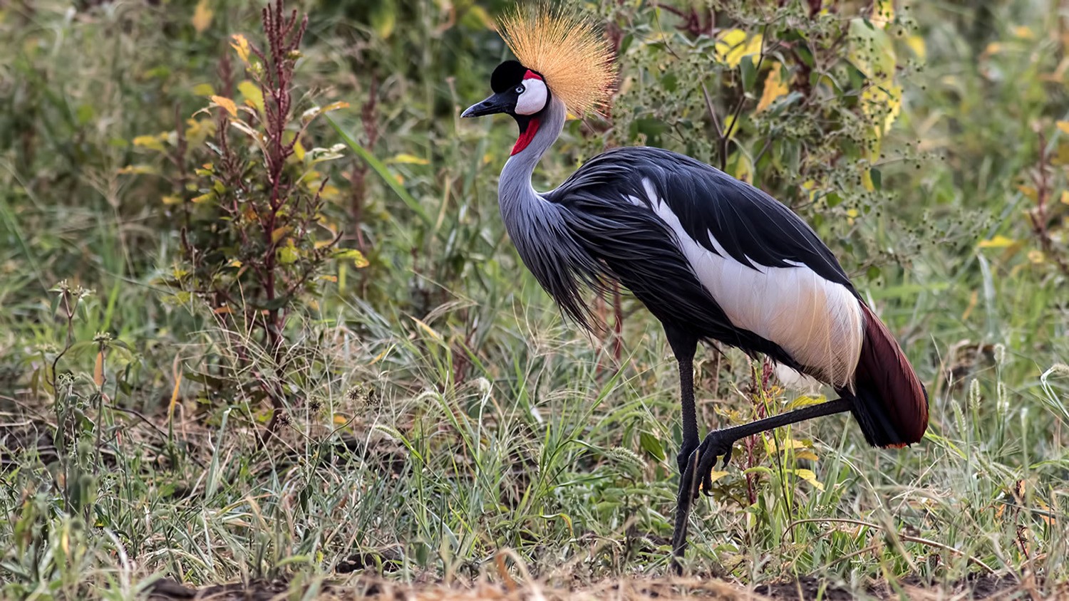 Grey Crowned-crane