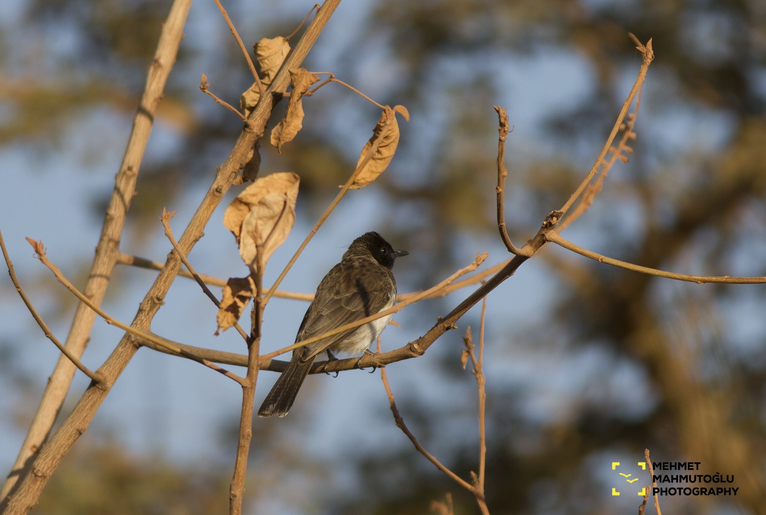 Common Bulbul