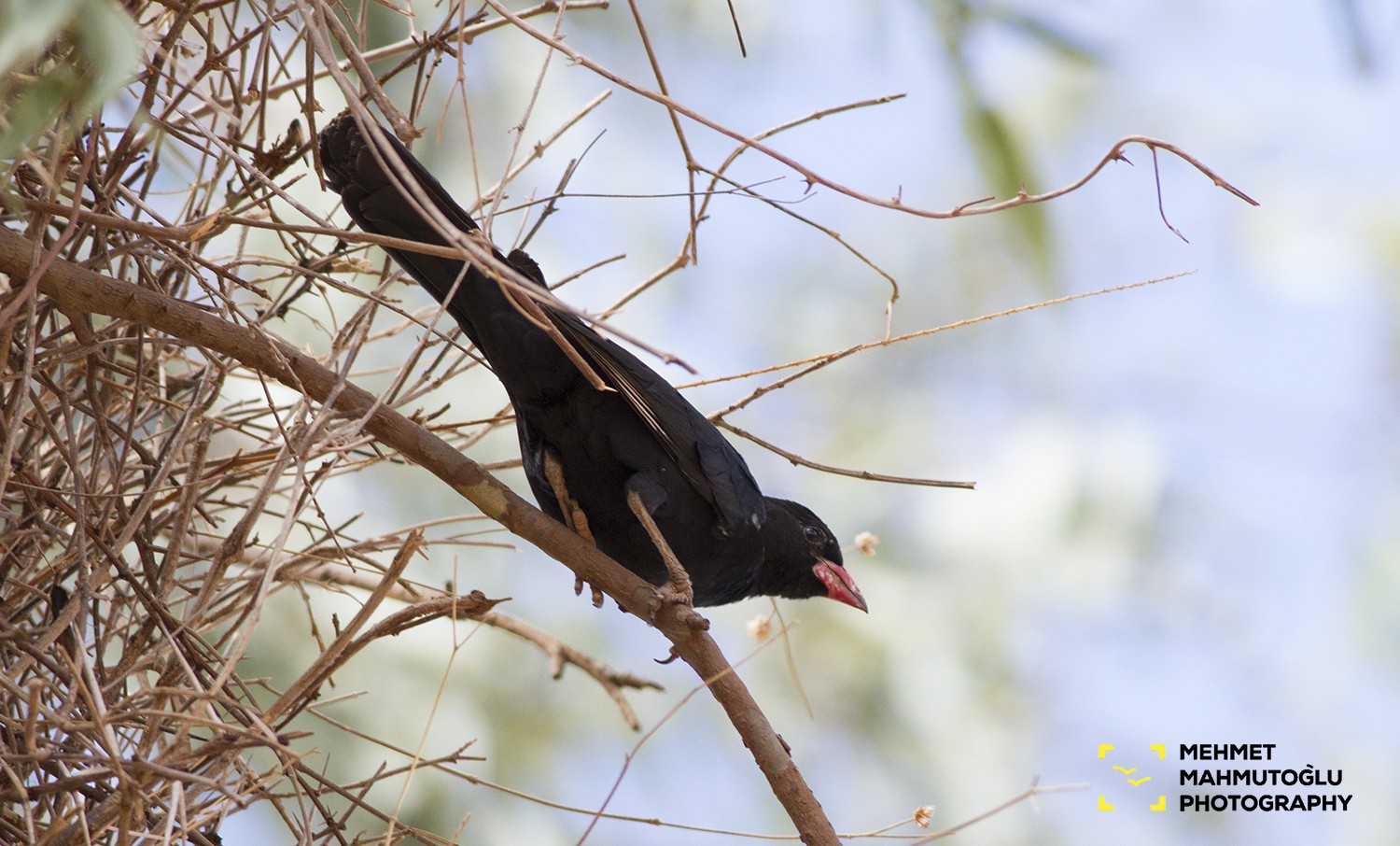 Red-billed Buffalo-weaver