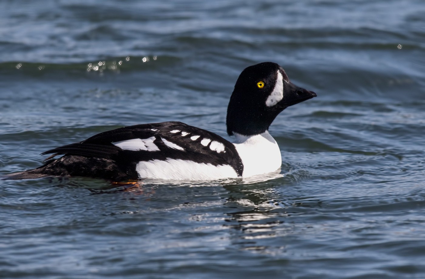 Barrow's Goldeneye