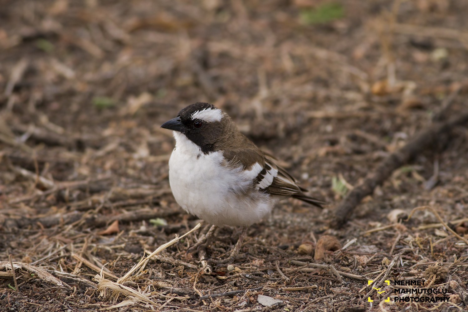 White-browed Sparrow-weaver