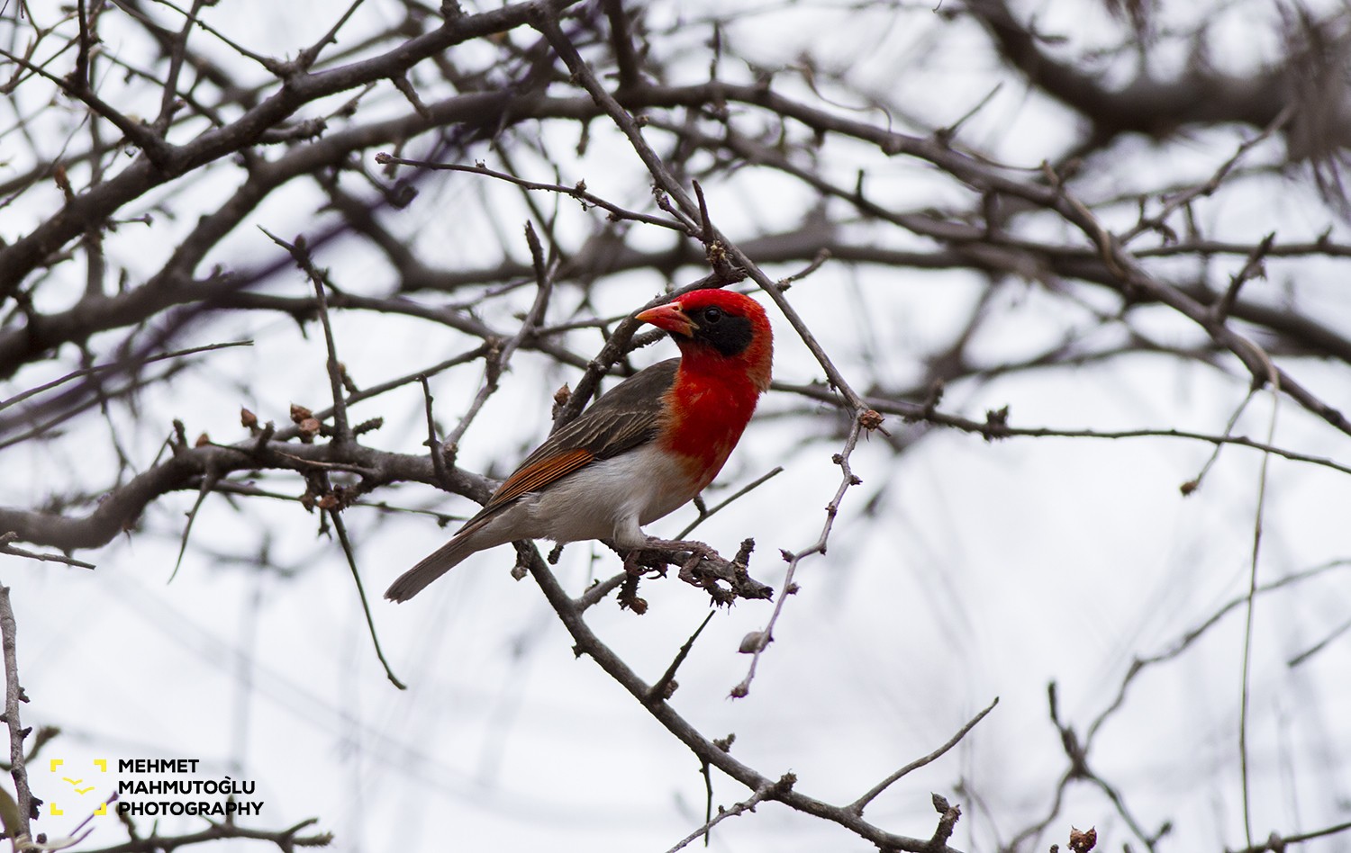 Red-headed Weaver