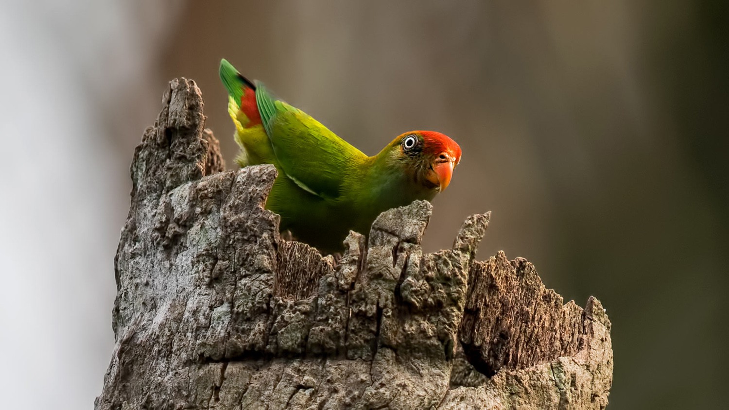 Sri Lanka Hanging-parrot