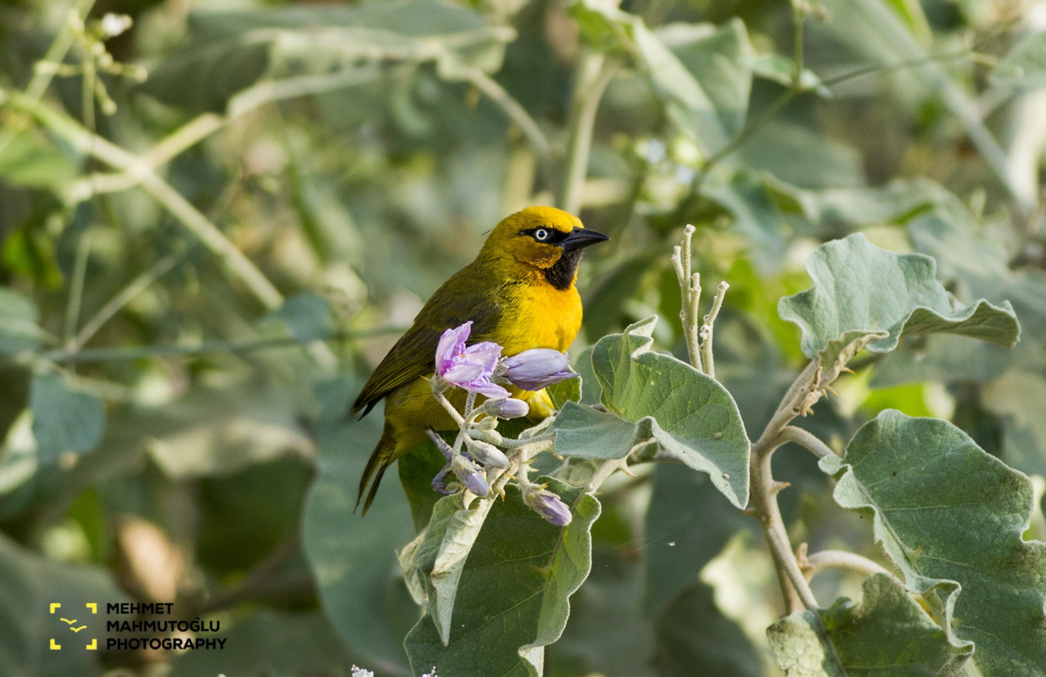 Spectacled Weaver