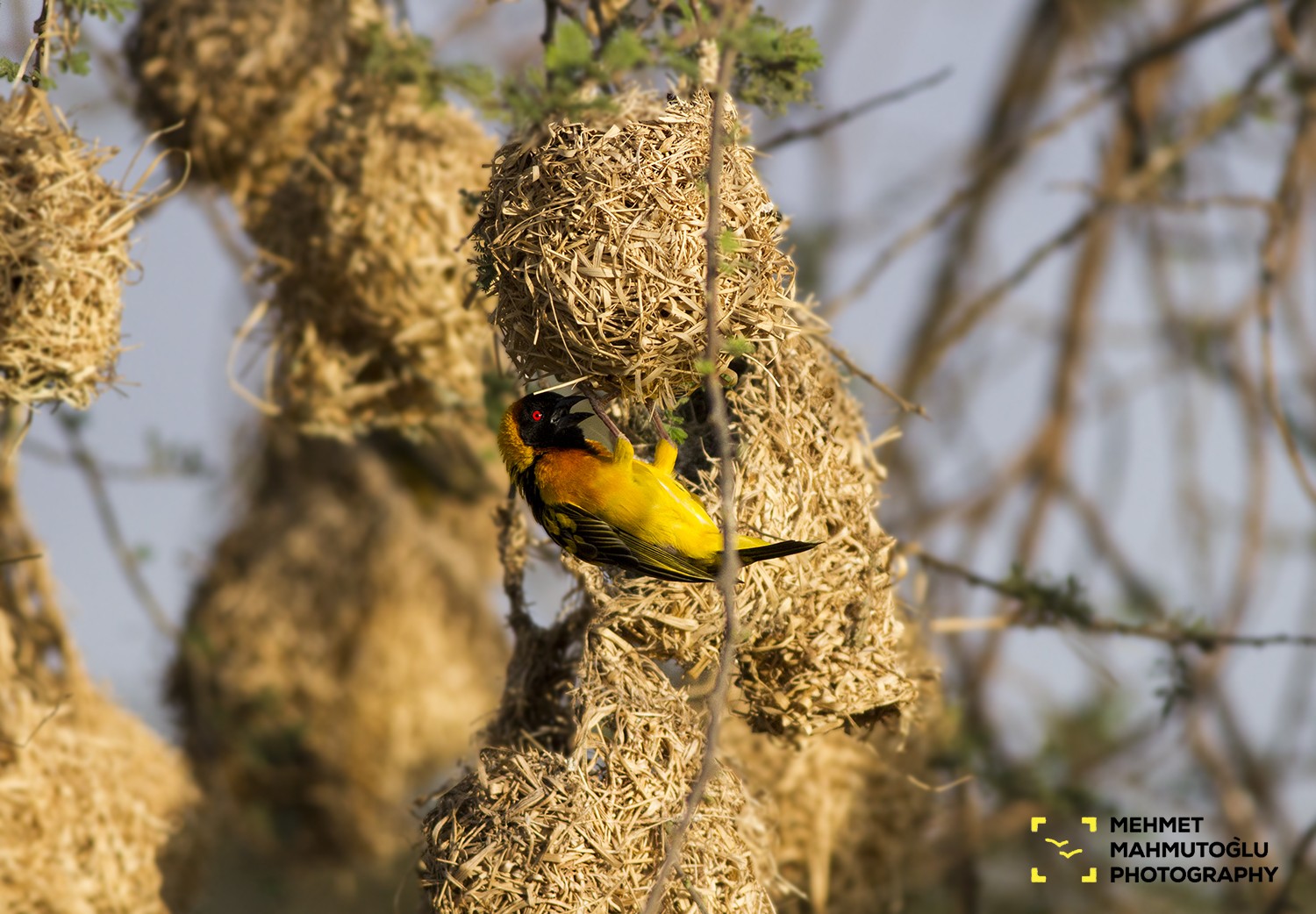 Village Weaver