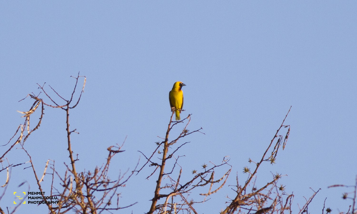 Speke's Weaver