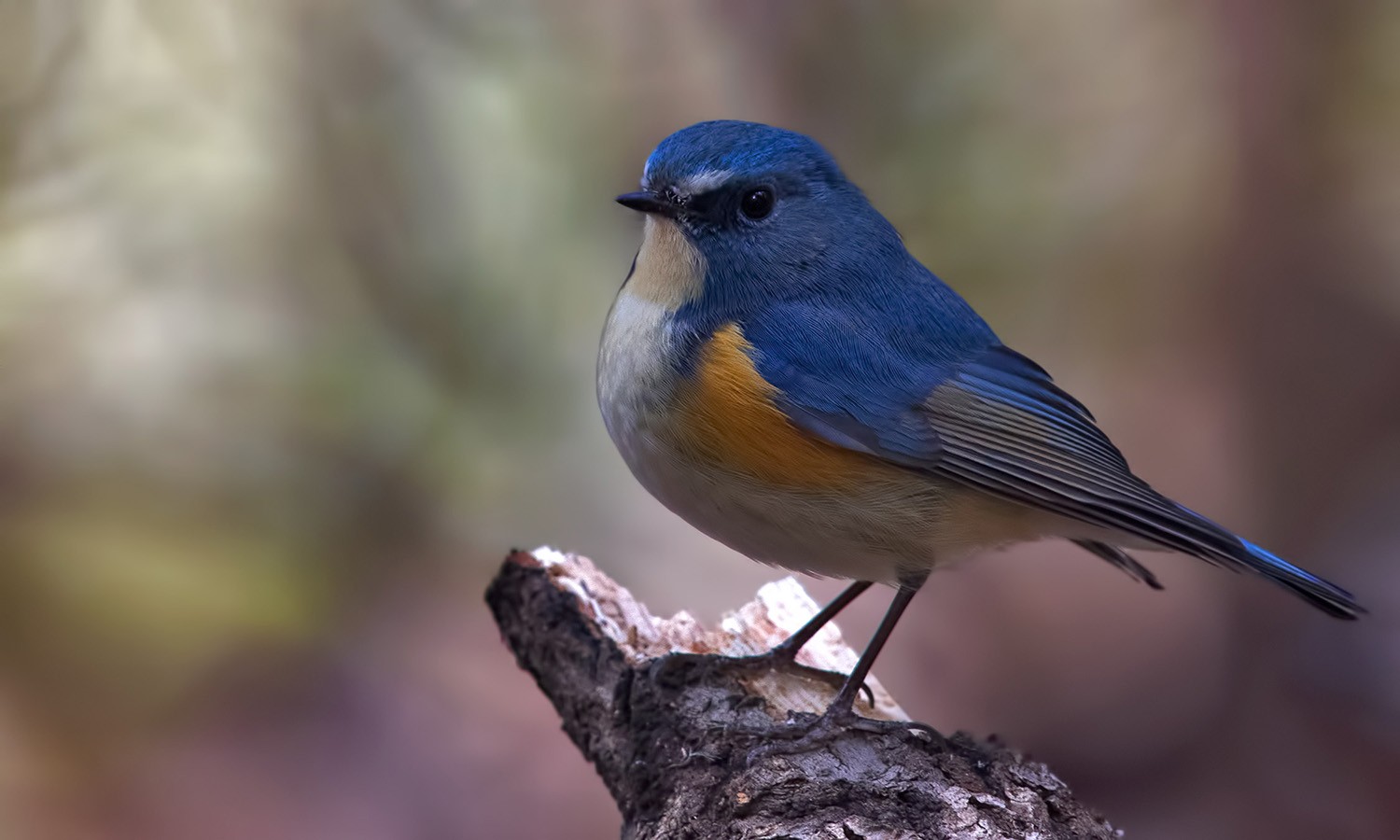 Orange-flanked Bush-robin