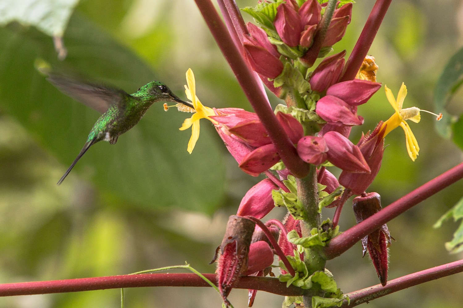 Green-crowned Brilliant