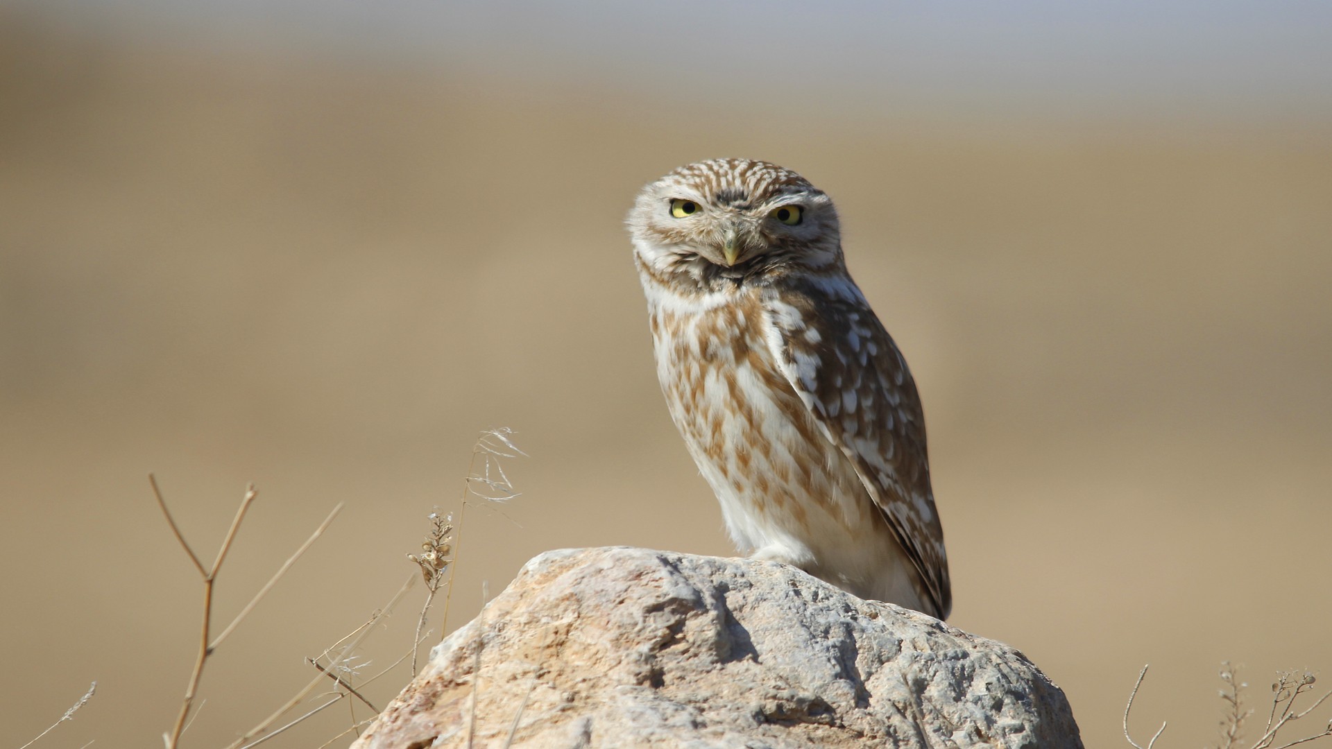 Kukumav