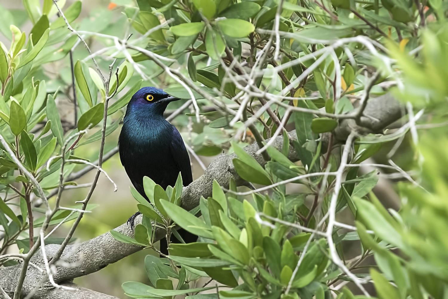 Cape Glossy Starling