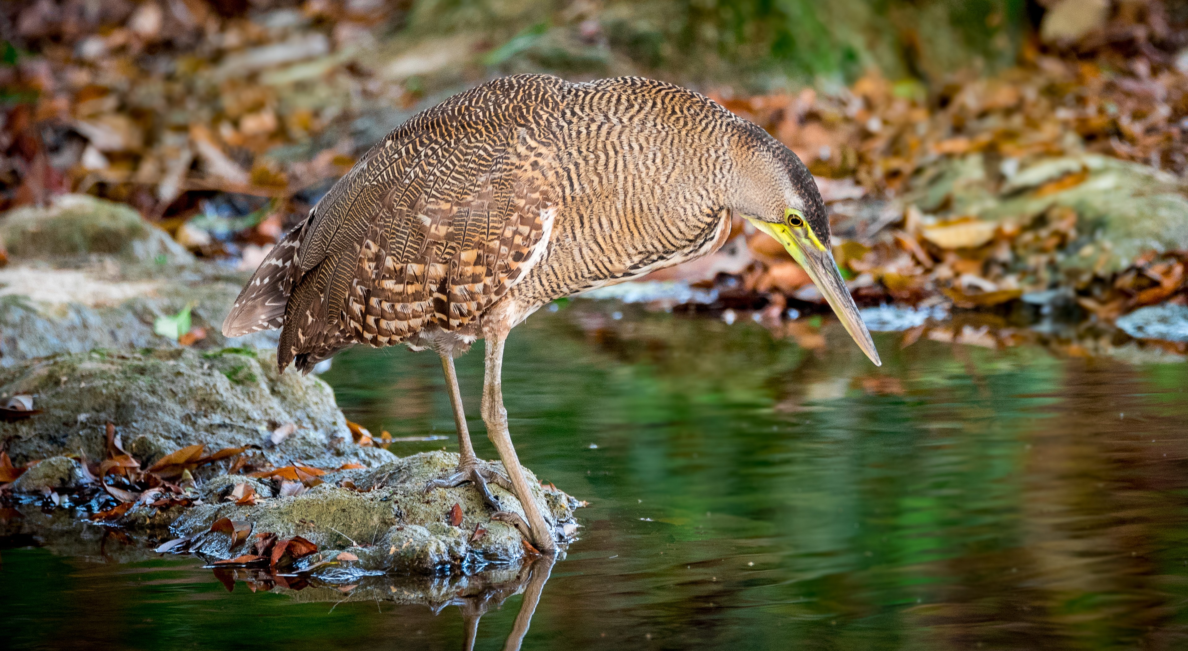 Bare-throated Tiger-heron